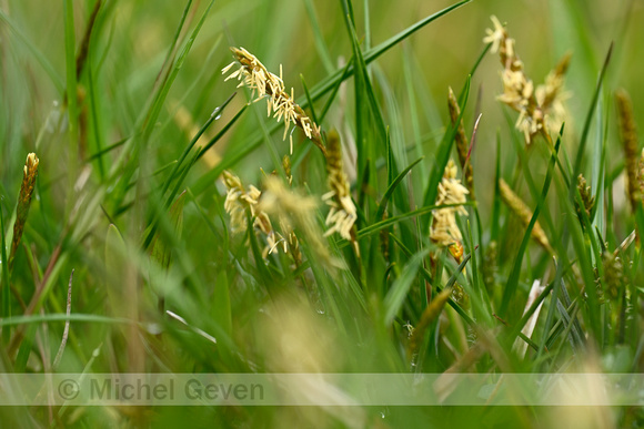 Geelgroene zegge; Yellow Sedge; Carex demissa