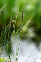 Draadzegge; Slender Sedge; Carex lasiocarpa