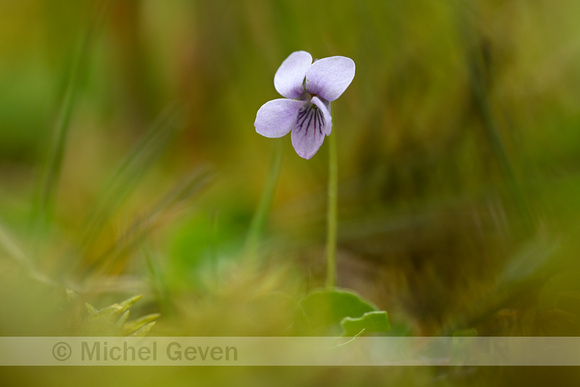 Moerasviooltje; Marsh Violet; Viola palustris