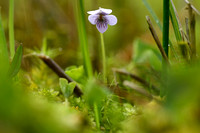 Moerasviooltje; Marsh Violet; Viola palustris