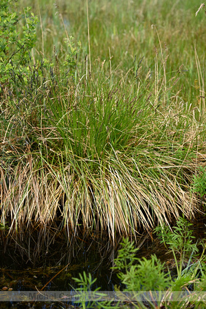 Pluimzegge; Greater Tussock Sedge; Carex panicula