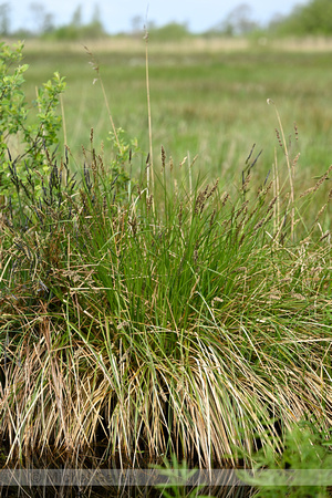 Pluimzegge; Greater Tussock Sedge; Carex panicula