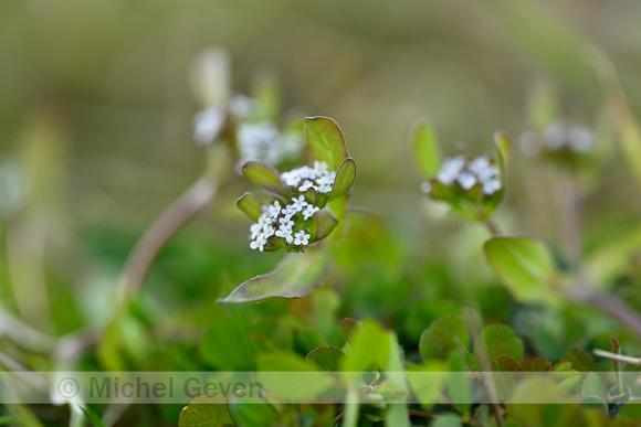 Gewone Veldsla; Common Cornsalad; Valerianella lucusta