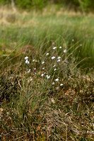 Eenarig wollegras; Hare's-tail Cottongrass; Eriophorum vaginatum