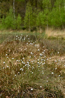 Eenarig wollegras; Hare's-tail Cottongrass; Eriophorum vaginatum