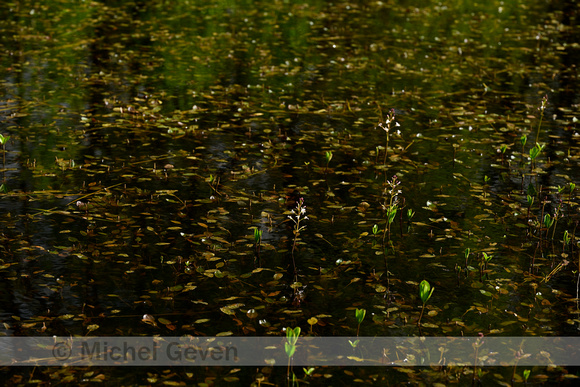 Ongelijkbladig fonteinkruid; Various-leaved Pondweed; Potamogeto