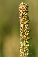 Bezemdophei; Green heather; Erica scoparia;