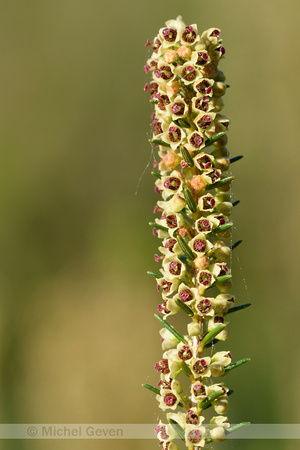 Bezemdophei; Green heather; Erica scoparia;