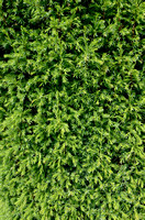 Cypresfamilie - Cupressaceae
