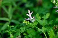 Tall Ramping fumitory; Fumaria bastardii