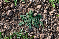 Maltezer centaurie; Maltese Star-thistle; Centaurea melitensis