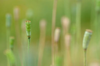 Donzige klaproos; Atlas poppy; Papaver atlanticum