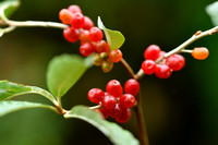 Langstelige olijfwilg; Japanese Berry; Elaeagnus multiflora