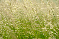 Glanshaver; False oat-grass; Arrhenatherum elatius;