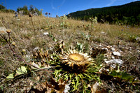 Zilverdistel; Carlina acanthifolia