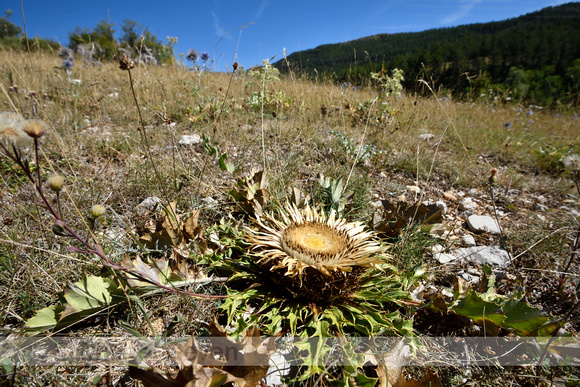 Zilverdistel; Carlina acanthifolia