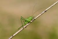 Grote groene sabelsprinkhaan; Great green Bush-cricket