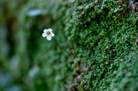 Arenaria balearica