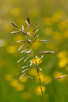 Zachte Haver - Downy Oat-grass - Helictotrichon pubescens