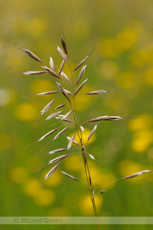 Zachte Haver; Downy Oat-grass; Helictotrichon pubescens