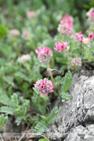 Mountain Kidney Vetch; Anthyllis montana