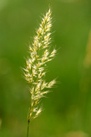 Goudhaver; Yellow oat-grass; Trisetum flavescens;