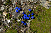 Gentiana schleicheri