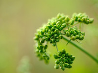 Hondspeterselie;Fool's parsley;Aethusa cynapium