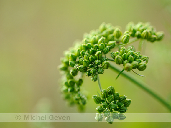 Hondspeterselie;Fool's parsley;Aethusa cynapium