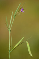 Lathyrus angulatus