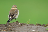 Tapuit; Common Wheatear; Oenanthe oenanthe