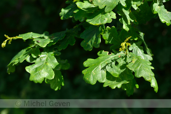 Wintereik; Sessile oak; Quercus petraea;