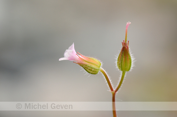 Klein Robertskruid; Little Robin; Geranium purpureum;