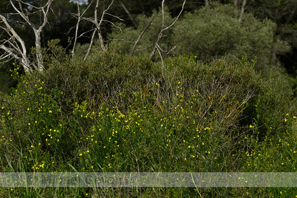 Jasminum fruticans