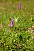 Dichte muggenorchis; Marsh Fragrant-orchid; Gymnadenia densiflor