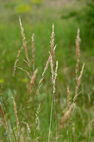 Beemdhaver; Meadow Oat-grass; Helictochloa pratensis