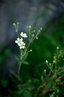 Rotsereprijs; Rock Speedwell; Veronica fruticans