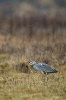Blauwe Reiger; Ardea cinerea; Grey Heron;