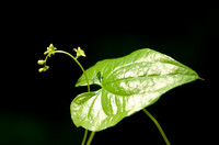 Spekwortelfamilie- Dioscoreaceae