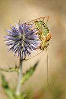 Zadelsprinkhaan; Saddle-backed Bush-cricket; Ephippiger ephippig