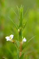 Genadekruid; Hedge Hyssop; Hedgehyssop; Gratiola officinalis