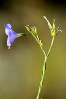 Perennial Flax; Linum narbonense;