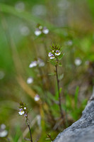 Irish Eyebright; Euphrasia salisburgensis