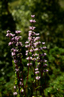 Brandkruid; Phlomis tuberosa