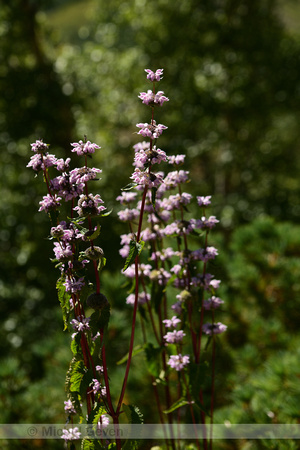 Brandkruid; Phlomis tuberosa