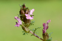 Heidekartelblad - Lousewort - Pedicularis sylvatica