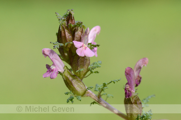 Heidekartelblad; Lousewort; Pedicularis sylvatica