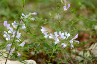 Vicia altissima