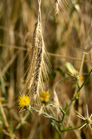 Zomercentaurie; Yellow Star-thistle; Centaurea solstitialis