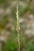 Beemdhaver; Meadow Oat-grass; Helictochloa pratensis